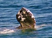 Whale Watching with Flagship in San Diego, California