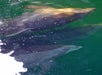 Whale Watching with Flagship in San Diego, California