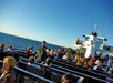 Whale Watching with Flagship in San Diego, California