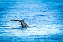 San Diego Whale Watching Cruise by Flagship Cruises in San Diego, California