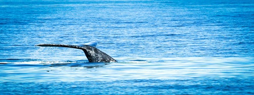 San Diego Whale Watching Cruise by Flagship Cruises in San Diego, California