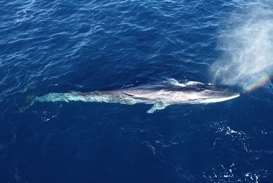 Whale and Dolphin Watching Tour