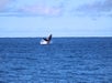 Whales and You - Whale Watching Oahu Tour in Honolulu, HI