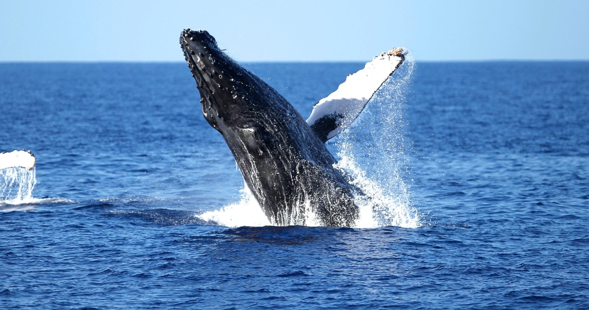 A humpback whale breaches the ocean surface, with its body partially out of the water and fins extended, under a clear blue sky.