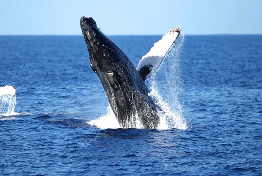 A humpback whale breaches the ocean surface, with its body partially out of the water and fins extended, under a clear blue sky.