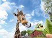 A giraffe with its tongue sticking out reaches toward leafy greens being offered, with a blue sky and a red barn in the background.