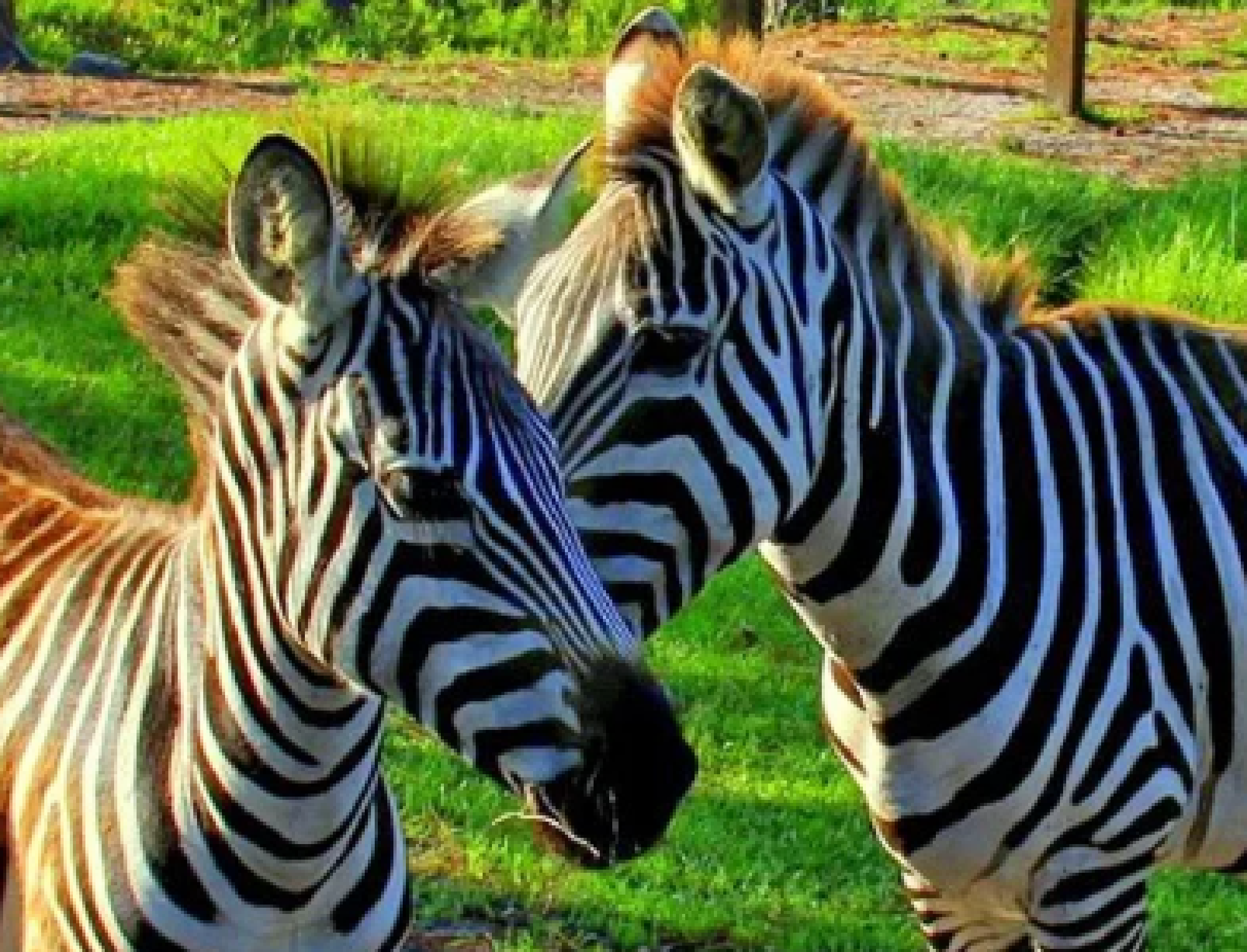 Two zebras with black and white stripes stand facing each other on grass with sunlight highlighting their coats.