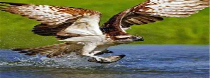 Wild Florida Drive-Thru Safari and Gator Park Admission in Kenansville, Florida