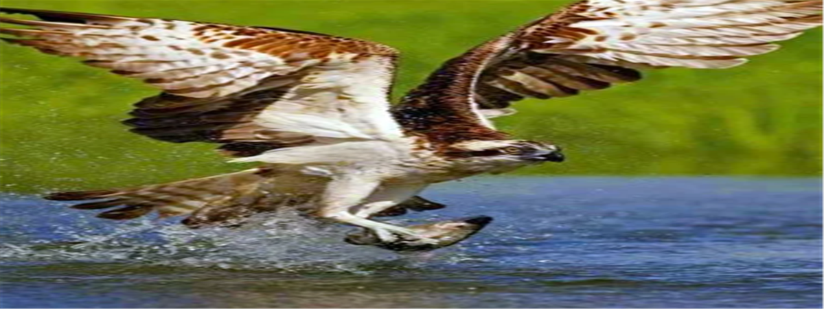 Wild Florida Drive-Thru Safari and Gator Park Admission in Kenansville, Florida