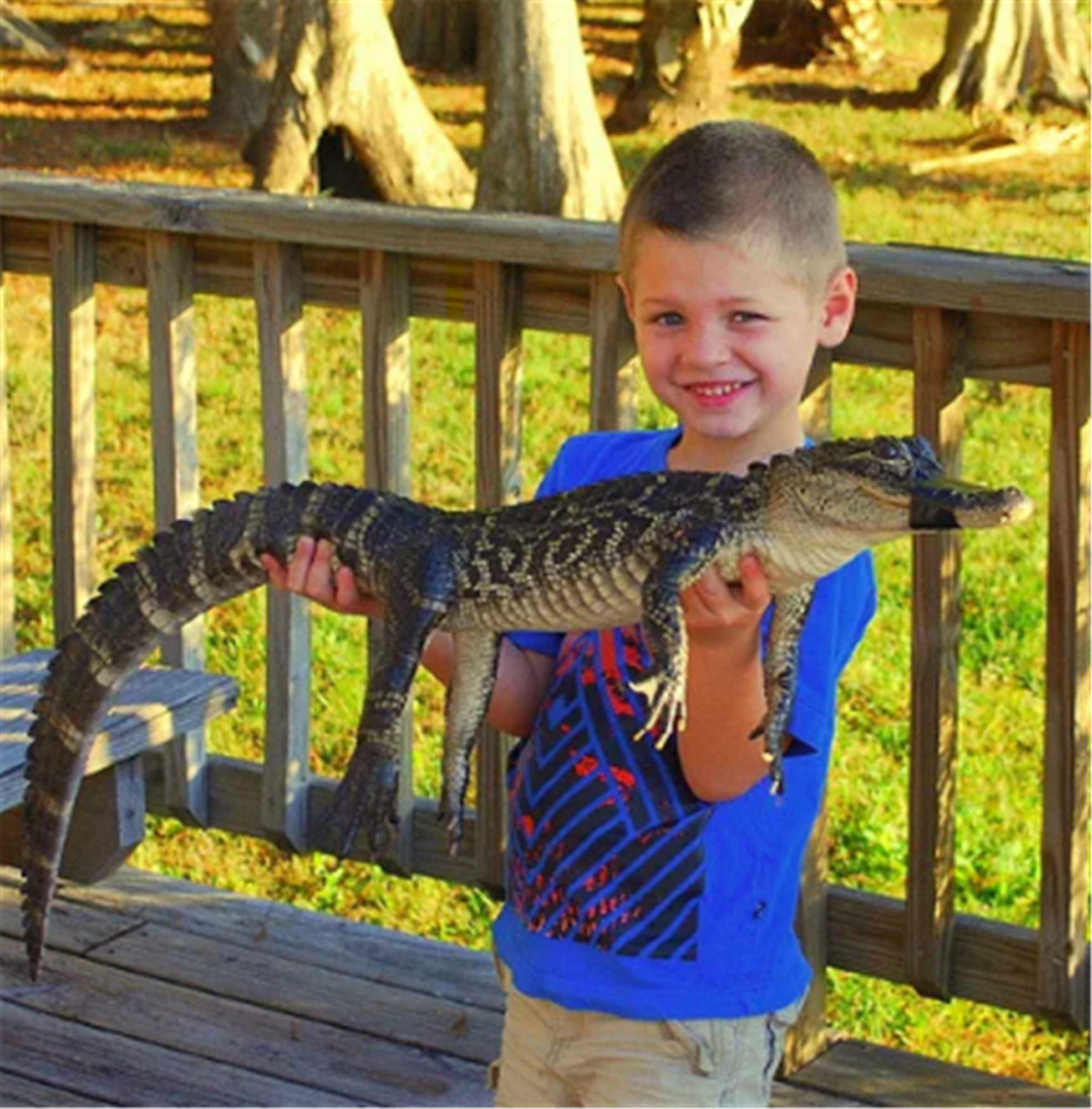 Young boy in a blue shirt stands on a wooden deck, smiling and holding a small alligator with its mouth taped shut.