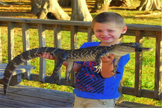 Young boy in a blue shirt stands on a wooden deck, smiling and holding a small alligator with its mouth taped shut.