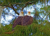 Two bald eagles perched closely together on a tree branch surrounded by green foliage.