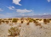 The desert with several shrubs and other foliage with mountains in the background on and a mostly clear sky.