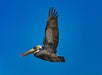A brown pelican flies in profile with wings fully extended against a clear blue sky.