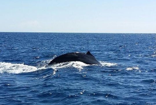 A whale partially submerged in the ocean, with its back and dorsal fin visible above the water.