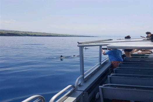 Dolphin pod swimming along side Lavakai II