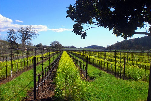 Vineyard - Wine Lover's Tour in San Francisco, California