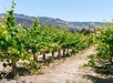 Wine Tasting in Sonoma County: Private All-Inclusive Excursion
