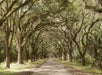 Wormsloe Plantation & Bonaventure Cemetery Tour in Savannah, GA