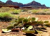 Zion National Park Tour in Las Vegas, Nevada