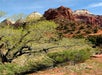 Zion National Park Tour in Las Vegas, Nevada