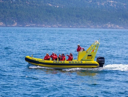 Zodiac Whale Watching from Telegraph Cove in Telegraph Cove, British Columbia