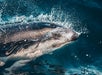 A shark swims just below the ocean surface, breaking through the water with splashes around its head.
