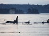 A pod of orcas swims near the surface of calm water with a forested shoreline and small islands in the background.