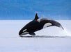 An orca whale leaps out of the water, partially airborne, with a forested shoreline and calm sea in the background.