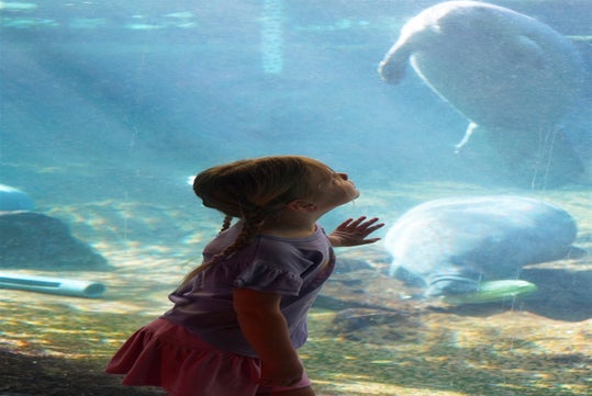 A young girl with braided hair looks at manatees swimming behind glass at an aquarium.