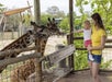 A woman holding a young child feeds two giraffes over a wooden fence at a zoo on a sunny day.