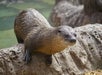 A wet otter stands on a rocky surface, looking forward. Its fur appears slick, and the background is out of focus.