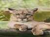A Florida Panther at ZooTampa at Lowry Park.
