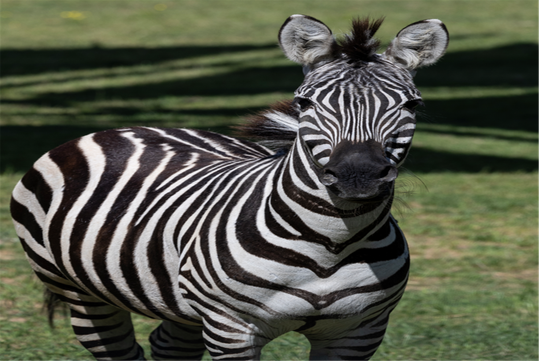 A zebra stands on green grass, facing the camera. Its black and white stripes are clearly visible along its body.