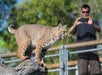 A bobcat standing on a tree branch with its tongue out; a person in the background is taking a photo through a chain-link fence.