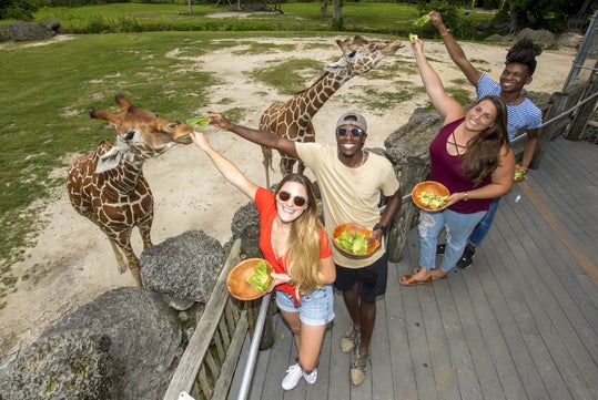 Gentle giraffes enjoying treats from guests