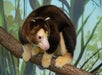 A tree kangaroo with brown and cream fur stands on a branch in front of a leafy, green background.