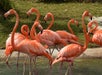 Flamingos - Zoo Miami in Miami, Florida