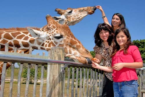 Giraffe feeding: Walk up a wooden platform and come face-to-face with these amazing animals as they wrap their 18-inch tongue around the food you have in your hand. It's a feeling that doesn't come too often in one's lifetime.