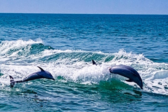 Two dolphins swim side by side during The Tropics Boat Dolphin Exploration Tour