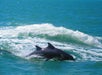 Two dolphins swim side by side during The Tropics Boat Dolphin Exploration Tour