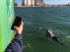 Guest takes a picture of a dolphin on the side of the boat