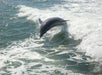A dolphin jumps with white cap waves in the Gulf