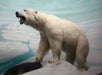 A diorama of a polar bear standing on a rock, located at the Academy of Natural Science.
