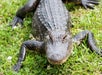 An alligator lies on green grass, facing the camera with its legs spread and textured scales visible.