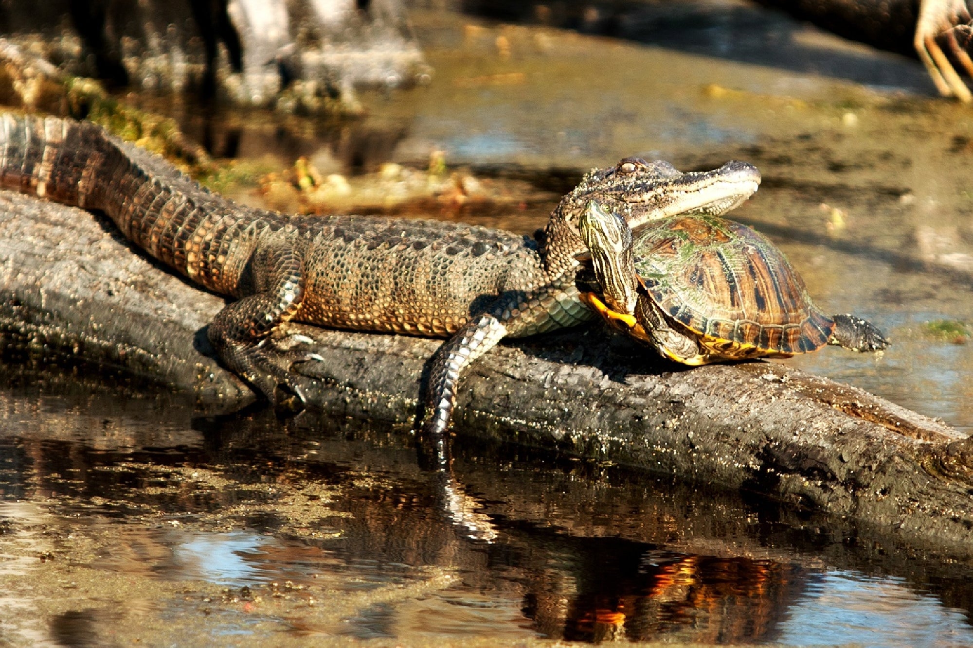 An alligator rests on a log beside a turtle, with both animals partially in sunlight near the edge of a shallow, muddy body of water.