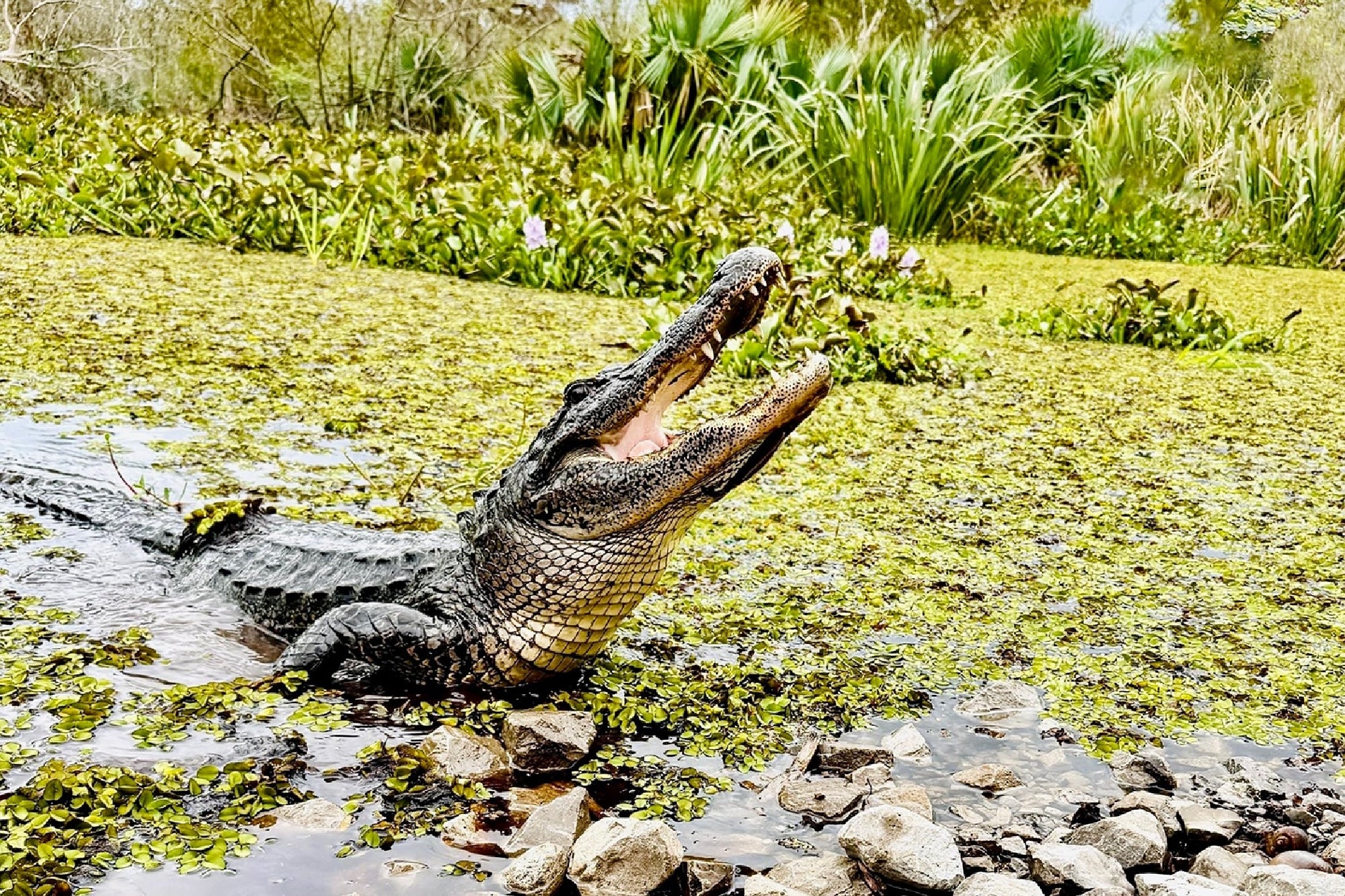 An alligator with its mouth open rests at the edge of a body of water covered in green plants, surrounded by vegetation and rocks.