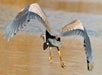 A heron with outstretched wings takes flight over a body of water, viewed from behind.