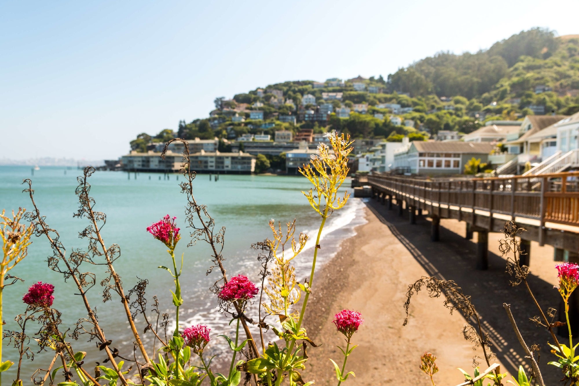 Coastal view with pink flowers in the foreground, a sandy beach, a wooden boardwalk, and hillside houses in the background under a clear sky.