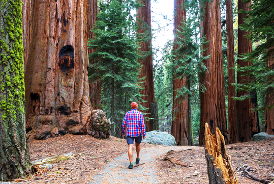 A person in a red plaid shirt and shorts walks along a forest trail surrounded by towering redwood trees.